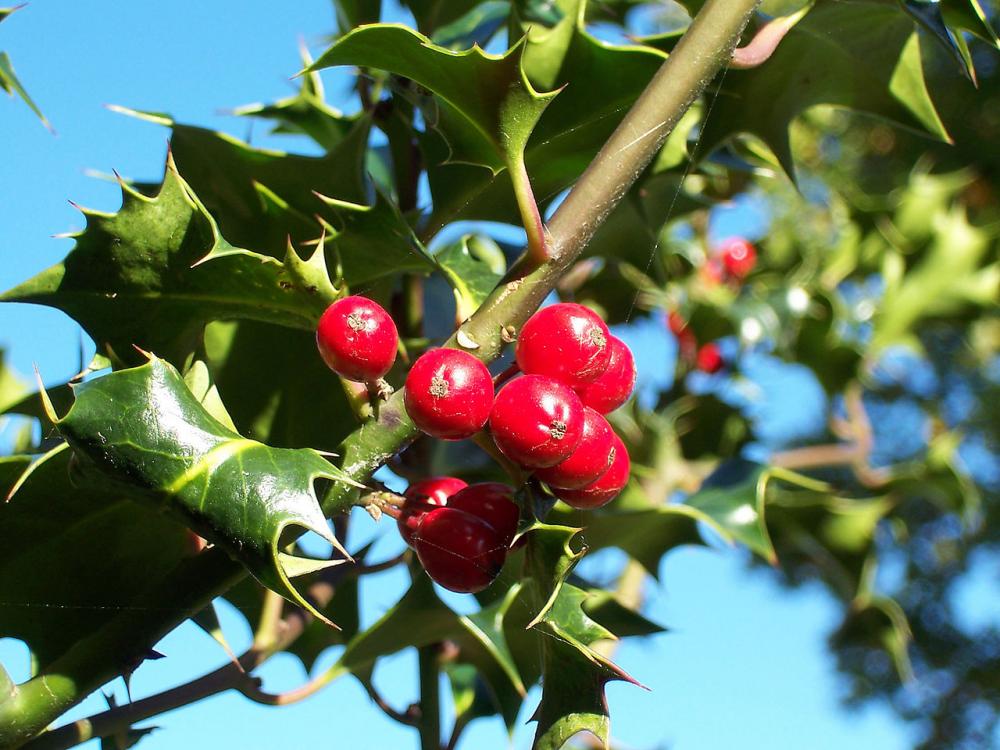 1280px-Ilex-aquifolium_%28Europaeische_S