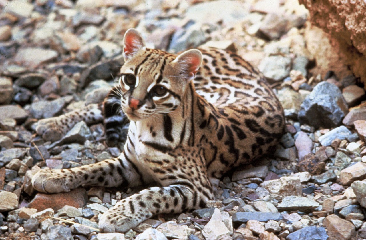 1280px-Ocelot.jpg