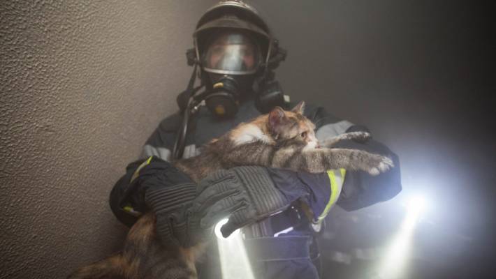 Résultat de recherche d'images pour "chats beauvais"