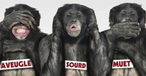 3-singes-sagesse-bonobos.jpg