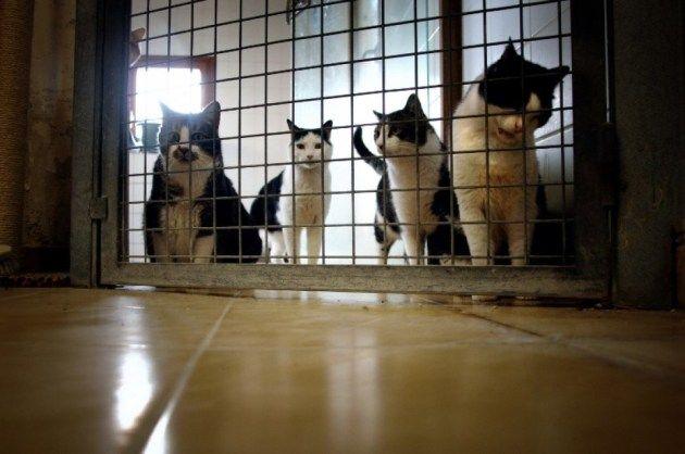 La SPA réclame une dérogation au confinement pour l'adoption d'animaux