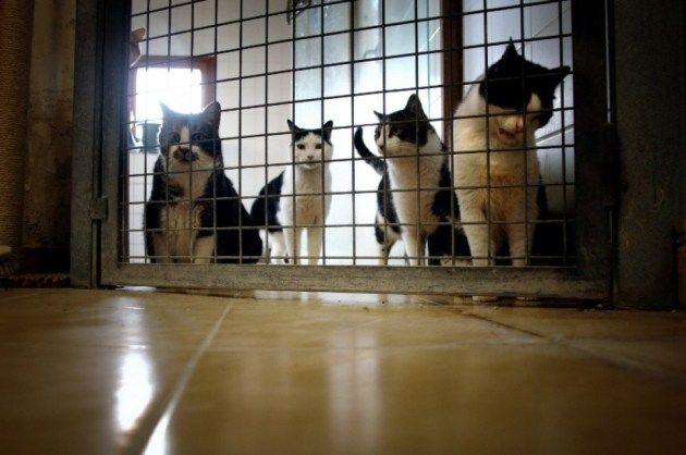 La SPA réclame une dérogation au confinement pour l'adoption d'animaux