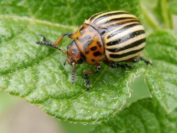 Leptinotarsa decemlineata - Doryphore