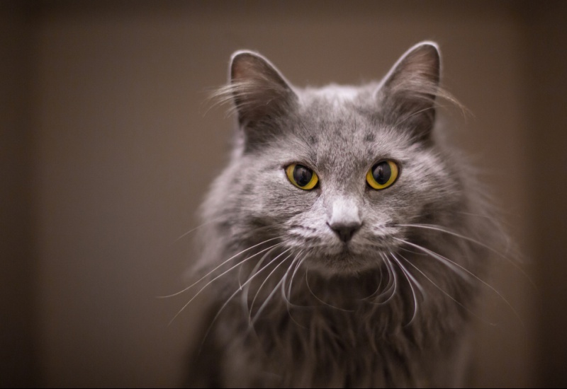 Après neuf ans d'absence, le chat Moubli est de retour