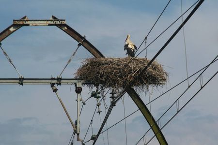 Résultat de recherche d'images pour "cigognes catenaires"