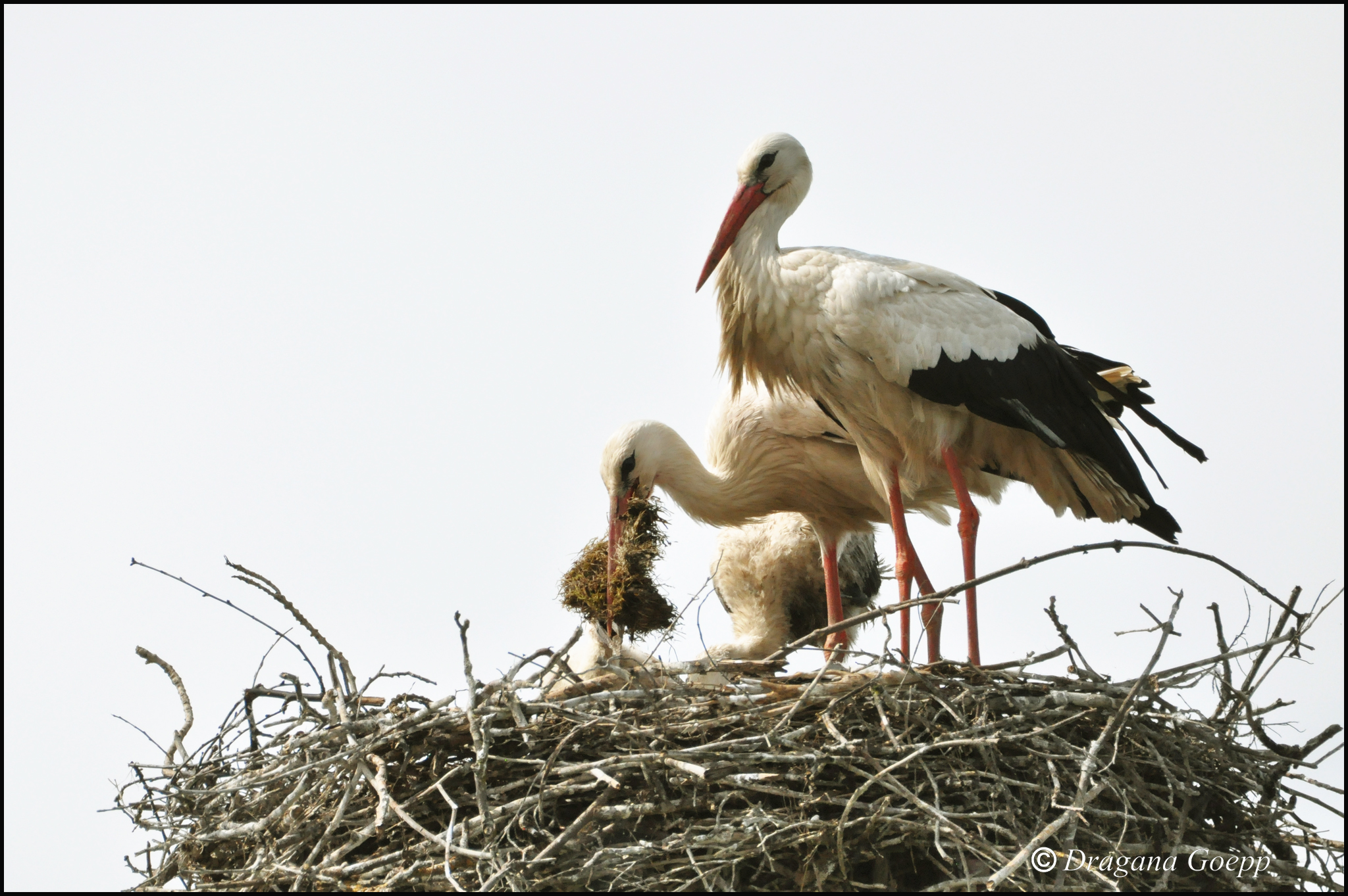 Résultat de recherche d'images pour "cigogne blanche bas rhin"