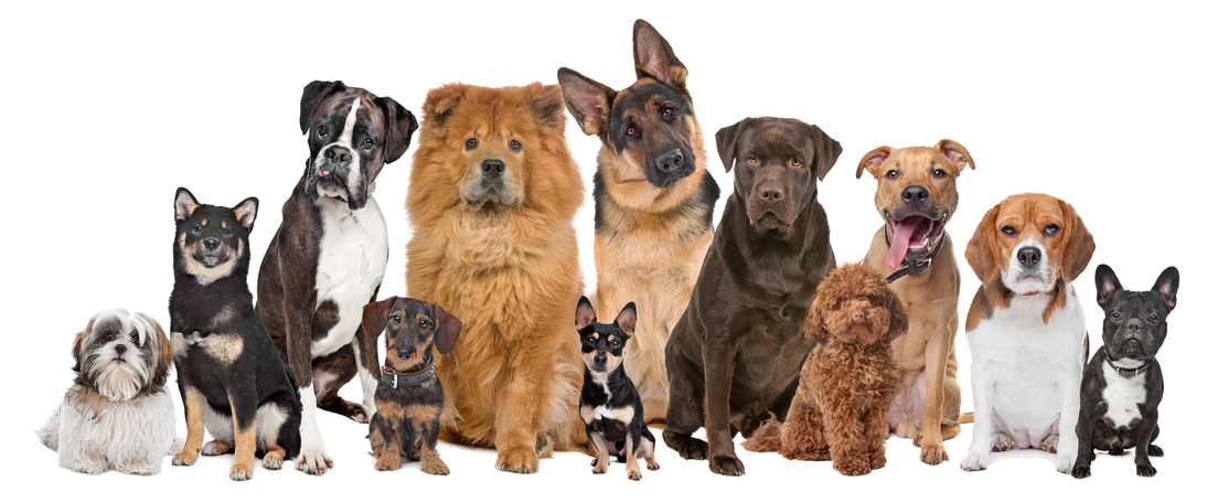Résultat de recherche d'images pour "famille d'accueil chien"
