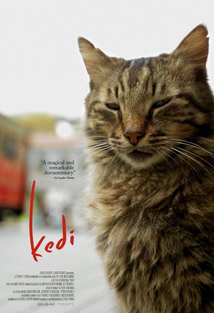 Résultat de recherche d'images pour "kedi documentaire 2016"