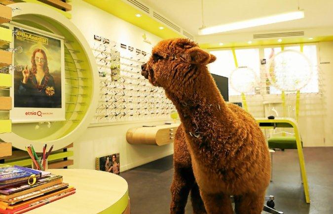Résultat de recherche d'images pour "lama opticien"