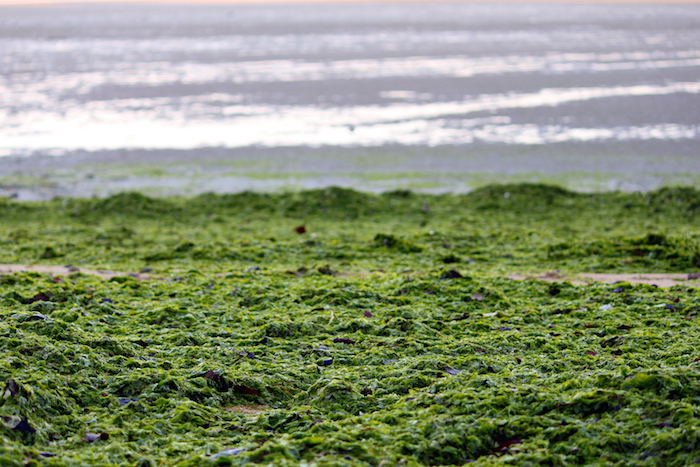 Résultat de recherche d'images pour "algues vertes"