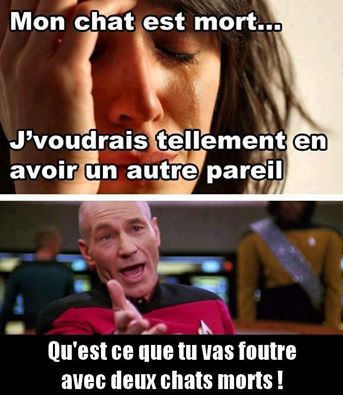 le-petit-chat-est-mort.jpg?w=450