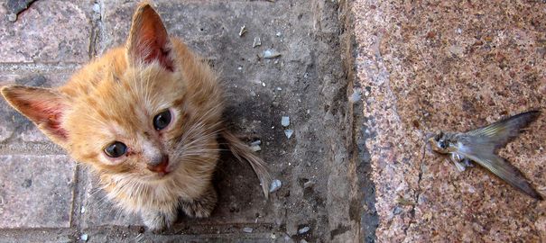 chaton-3_4863549.jpg