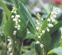 muguet.jpg