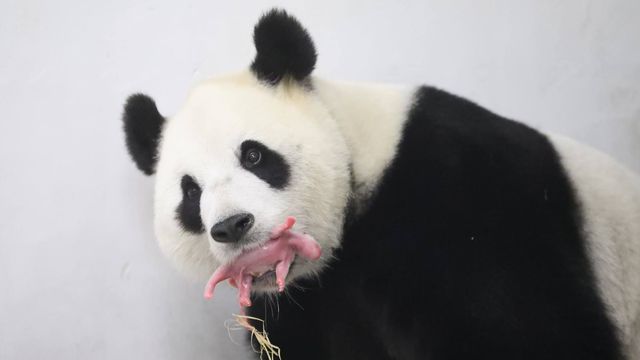 Résultat de recherche d'images pour "panda beauval bebe"