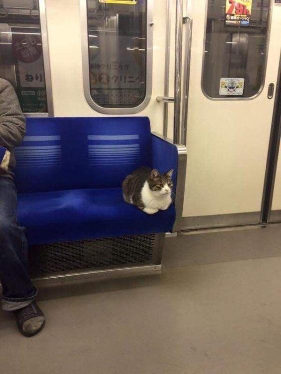 chat métro.jpg
