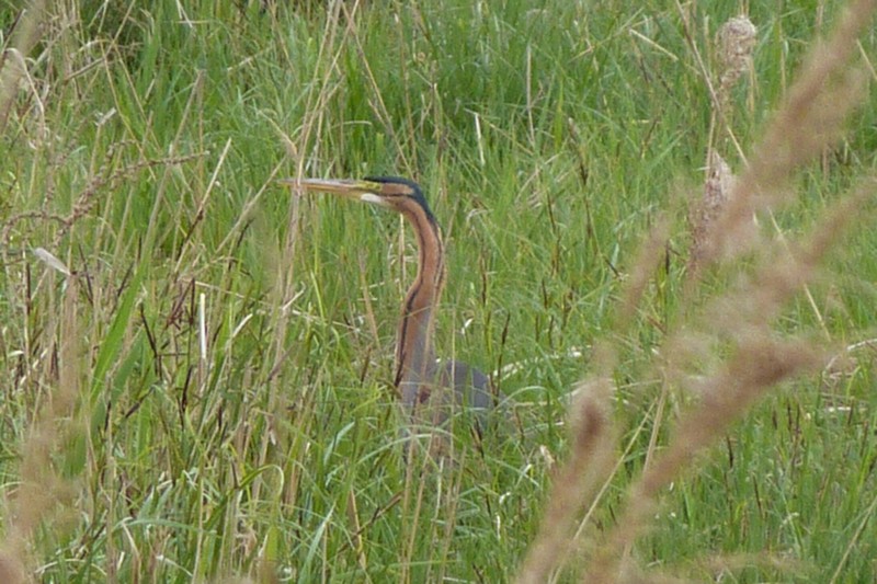 Heron pourpre au marais de Misery (2).JPG