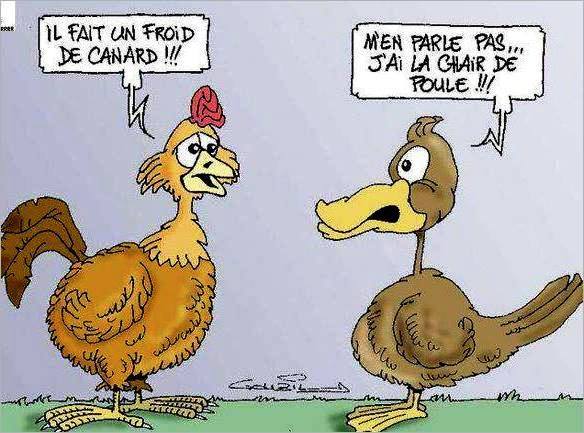 ob_7b2077_canard-versus-poule.jpg.8bd7d9181f60816b4df0befdf1ffdc01.jpg