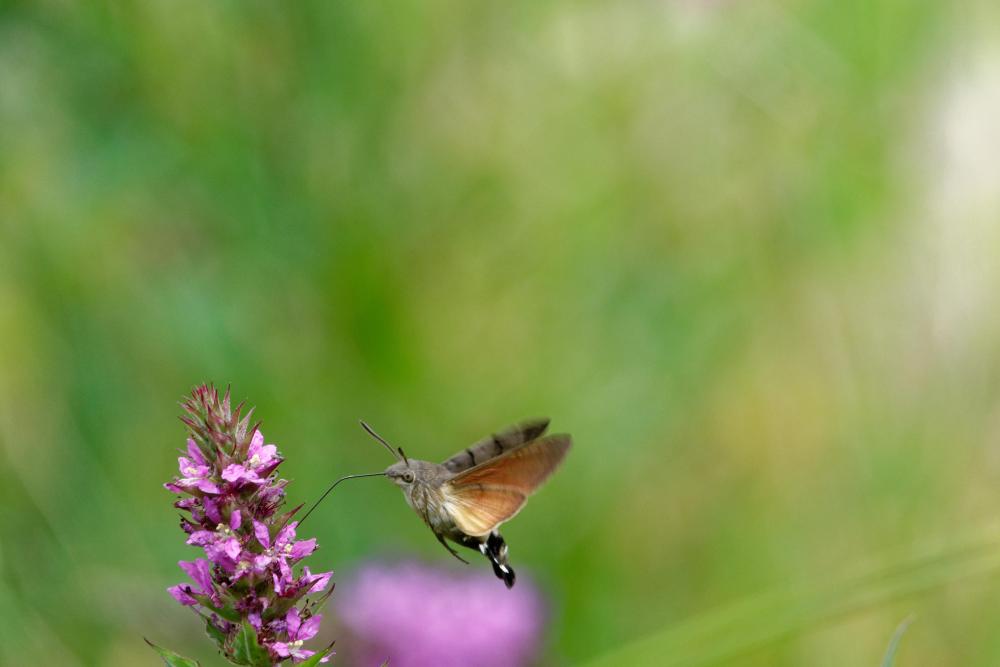 Moro_sphinx_ou_papillon_colibri_nancy_pépinière.jpg