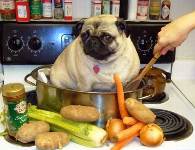 chien-cuisine.jpg.617a8960a99aaf08bc205830aa0c93b7.jpg