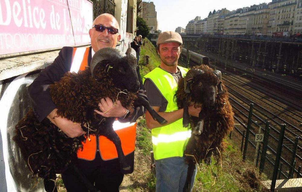 Richard & Anthony, les 2 moutons d’Ouessant en charge de brouter l’herbe aux abords des voies près de la Gare St Lazare !.jpg