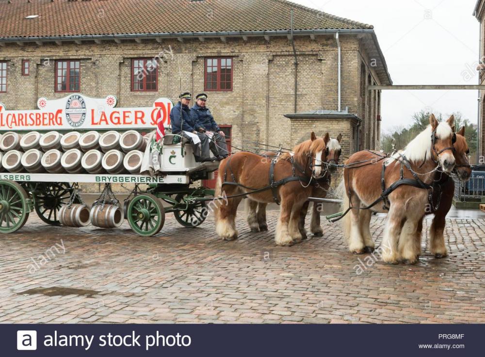 projet-de-projet-de-lourds-chevaux-travaillant-au-jutland-rares-brasserie-carlsberg-historique-copenhague-danemark-prg8mf.jpg