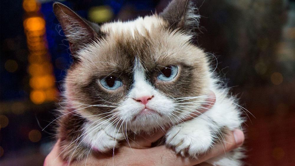 mort-de-grumpy-cat-la-chatte-la-plus-celebre-du-web-a-7-ans.thumb.jpeg.5248280b46acb41e8ef029ab3ef3b374.jpeg