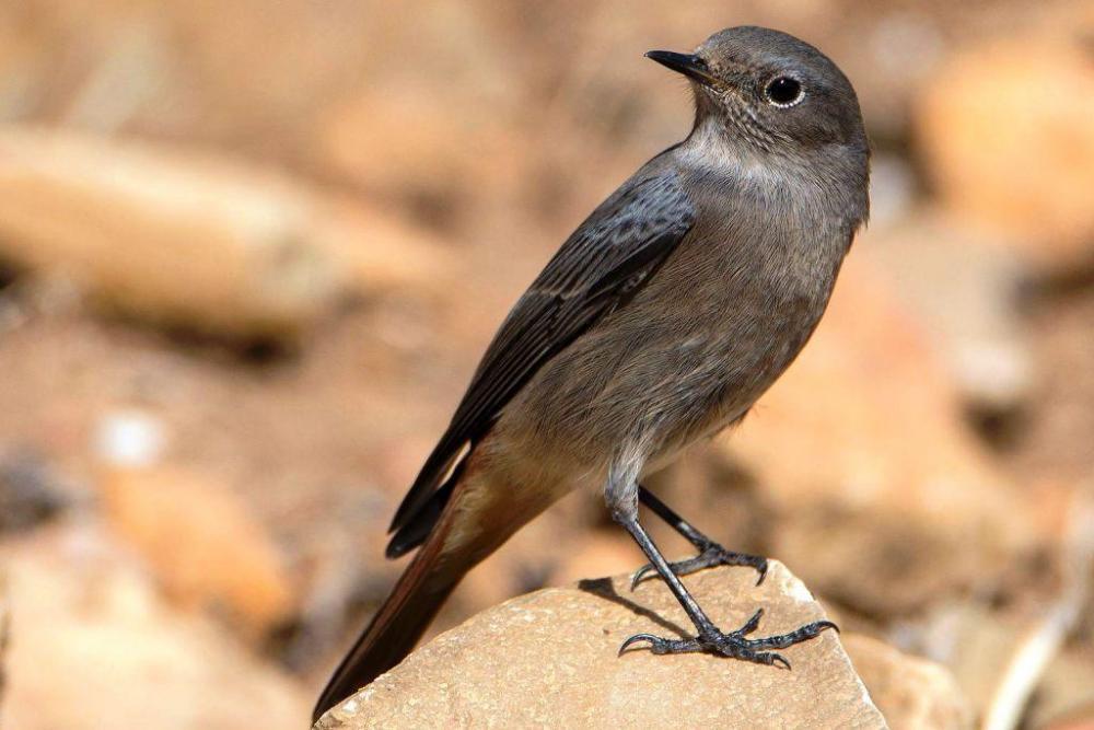 1548472278_Rougequeue_noir_(_Parc_national_de_lIchkeul_).thumb.jpg.30e30238ce0c25b9da05d6bbadc5af62.jpg