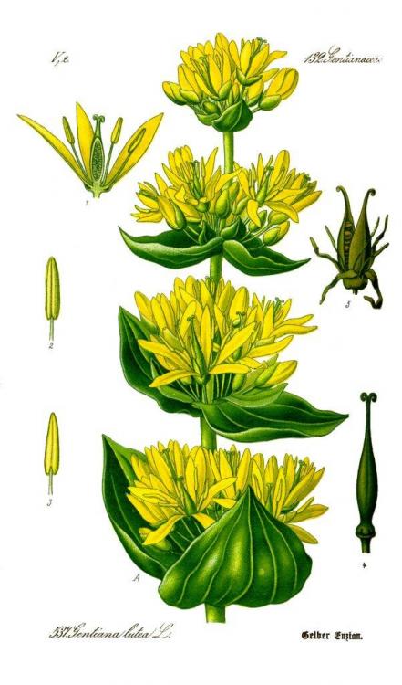 Illustration_Gentiana_lutea0_clean.thumb.jpg.06743fc7f410b0cb7dc471f7e03cde40.jpg