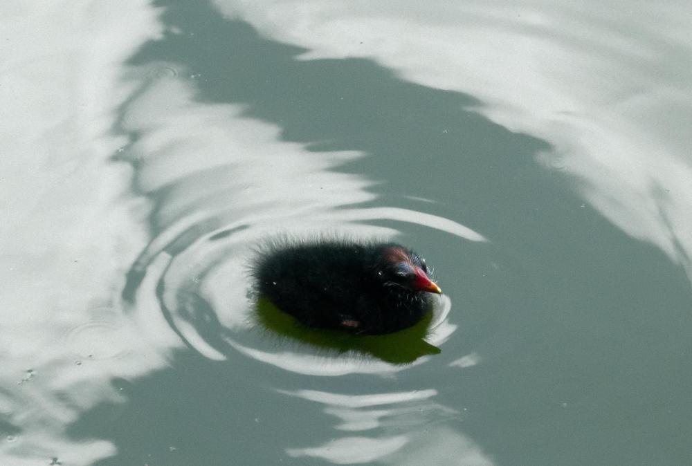 gallinule poule d eau (4).jpg