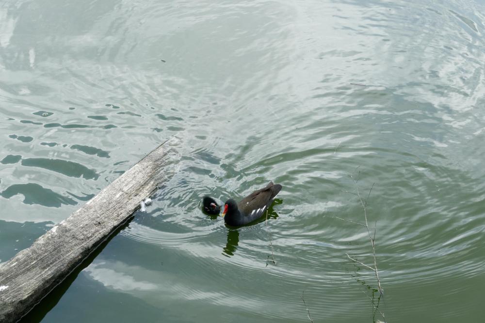 gallinule_poule_d_eau_(5).jpg