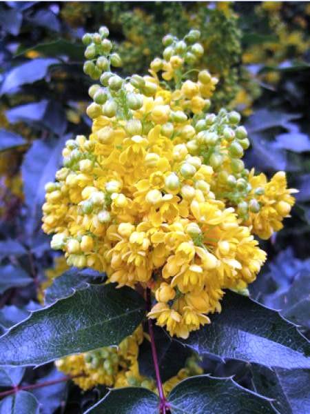 mahonia-a-feuilles-de-houx.jpg.13cd55fa47f103a7529e943ec5892c2c.jpg