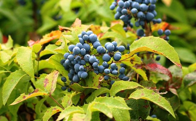 mahonia-fruits-184844.jpg.1ae6ddd92dc265e6c54510d128ec88df.jpg