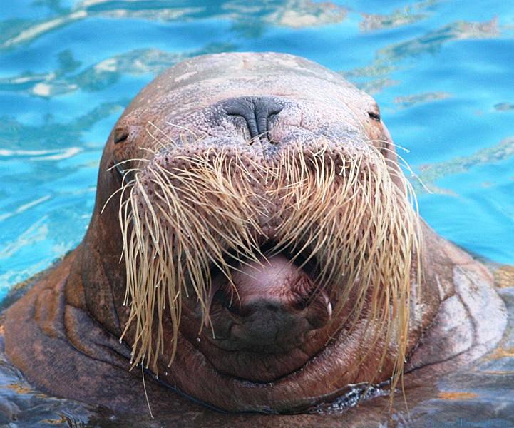 Walrus45.JPG.033876478e6739bd2d8826e1e6009457.JPG