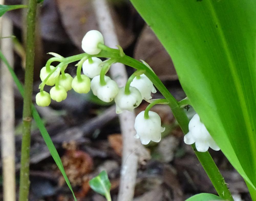 muguet1.thumb.jpg.90315722ce7a1ac01af9ae15ee847679.jpg