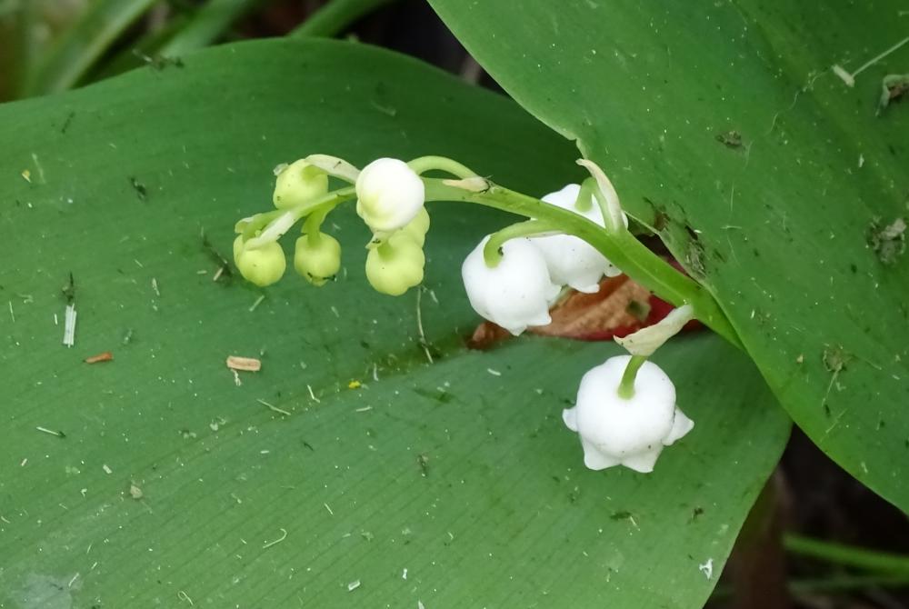 muguet2.thumb.jpg.e5bab147c45846190b72b3baee007956.jpg