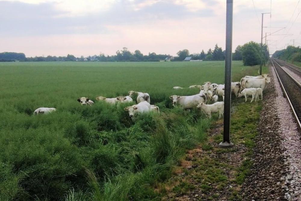 vaches-trains-sncf-caen-paris-retard.thumb.jpg.369a88e78c3da2bf177d5838a29d16f4.jpg