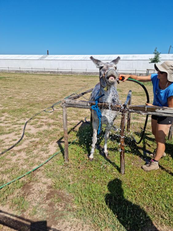 lavage de l âne.jpg