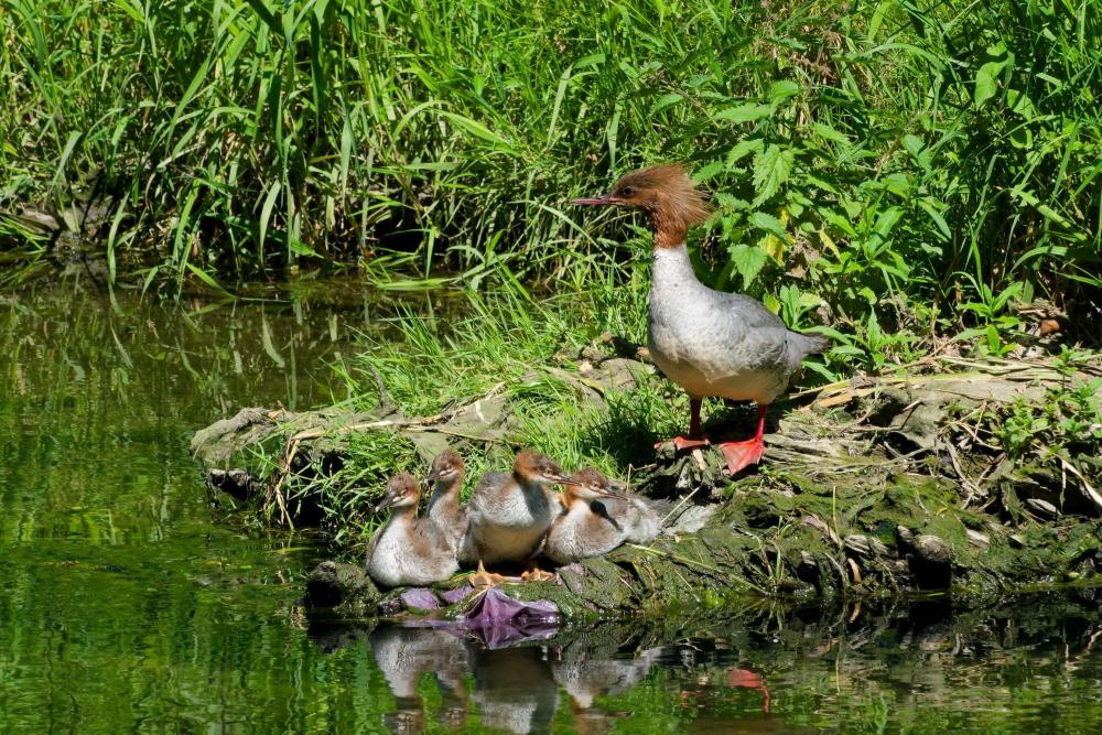 famille harle.jpg