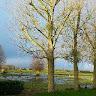 COTE DE NACRE