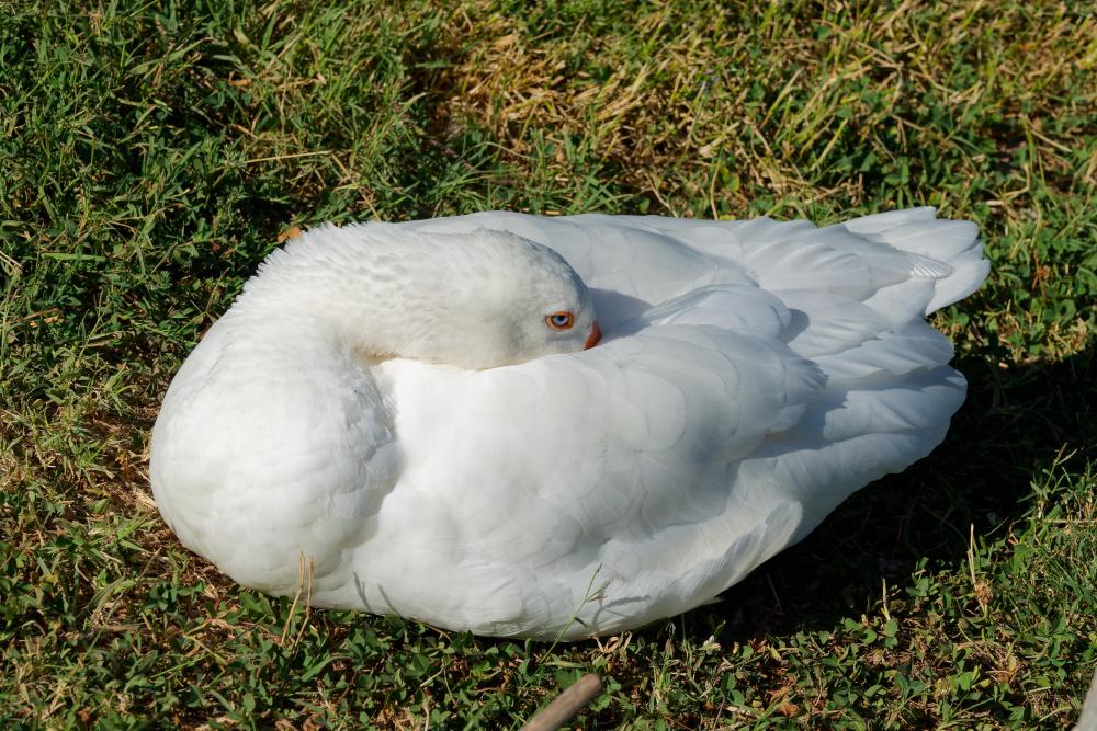 CYC00321.jpg