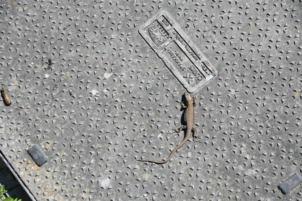 LEZARD7250.jpg.2b59a25586abca70a09609d3595fa221.jpg